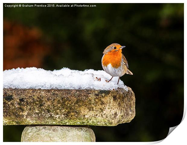 Robin on Snowy Birdbath Print by Graham Prentice