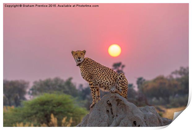 Cheetah at Sunset Print by Graham Prentice