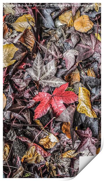  Autumn Leaves Print by Graham Prentice
