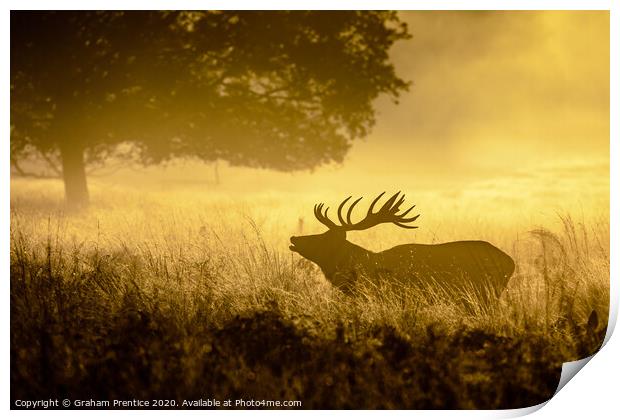 Roaring Red Deer Print by Graham Prentice
