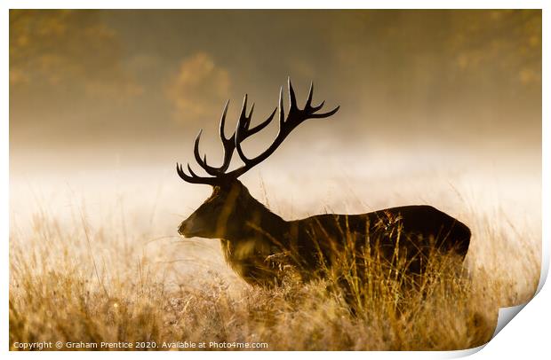 Red deer with large antlers Print by Graham Prentice