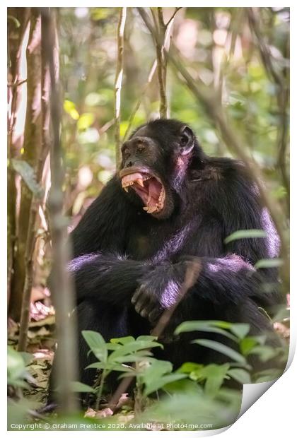 A chimpanzee in forest in Uganda bares his teeth Print by Graham Prentice
