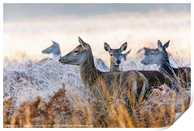 A group of red deer hinds standing in long grass Print by Graham Prentice