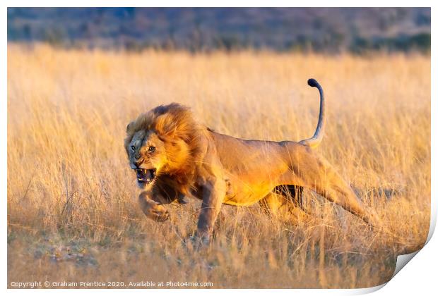 Charging Young Lion Print by Graham Prentice