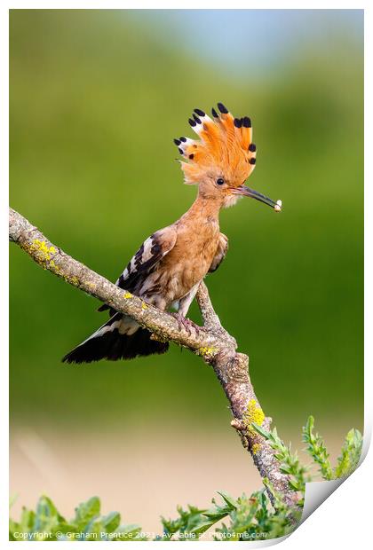 Hoopoe with Raised Crest Print by Graham Prentice