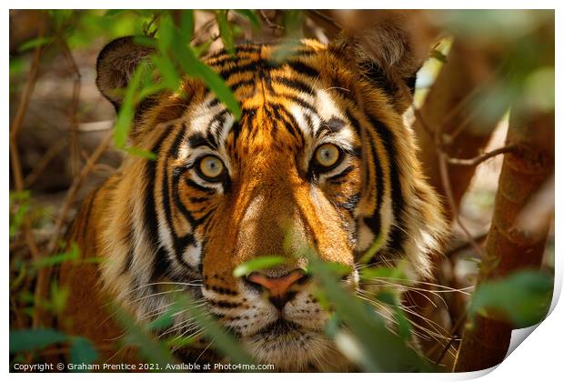 Tiger Eyes Print by Graham Prentice