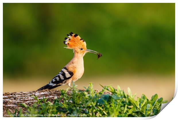 Hoopoe with Catch Print by Graham Prentice