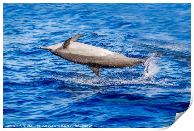 Spinner Dolphin Spinning Print by Graham Prentice