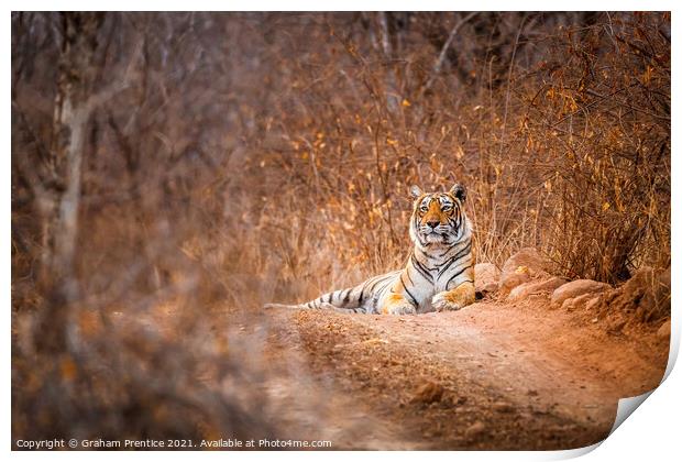 Tiger in the Road Print by Graham Prentice