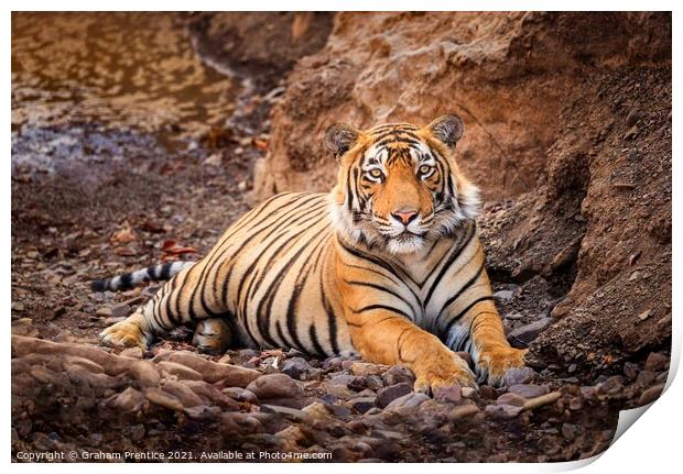 Tiger at Rest Print by Graham Prentice