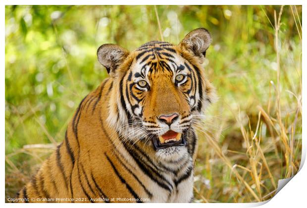 Bengal Tiger Print by Graham Prentice