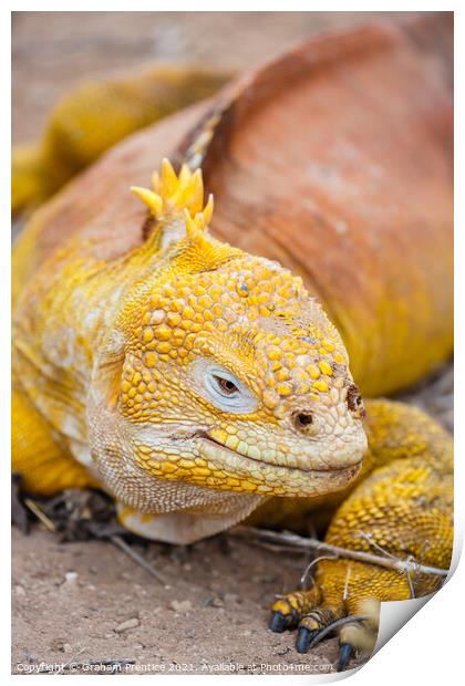 Galapagos Land Iguana Print by Graham Prentice