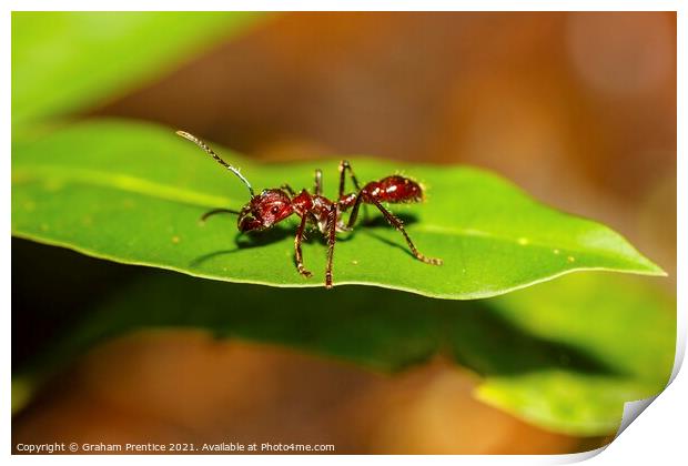 Bullet Ant Print by Graham Prentice