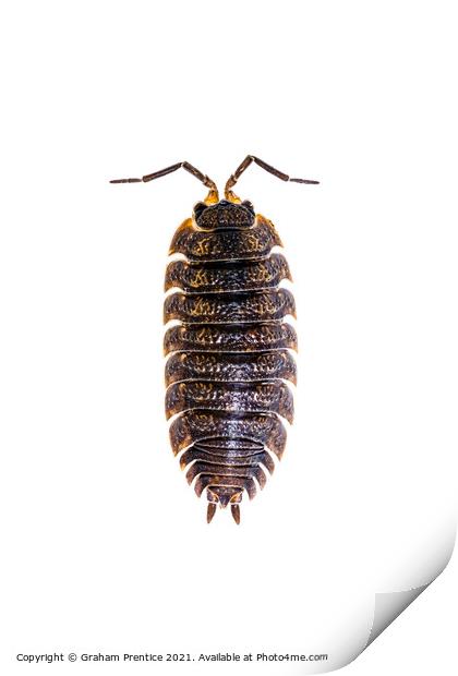 Common Shiny Woodlouse Print by Graham Prentice