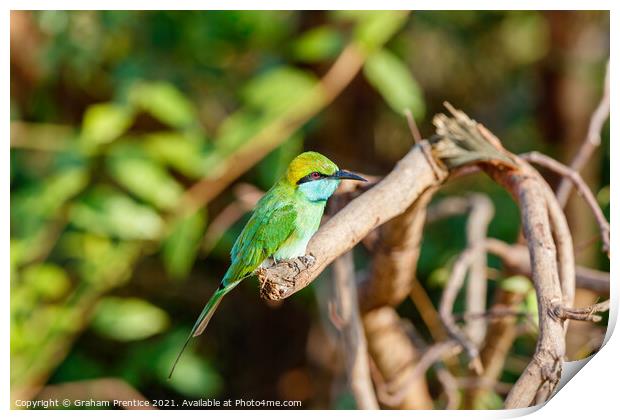 Green bee-eater Print by Graham Prentice