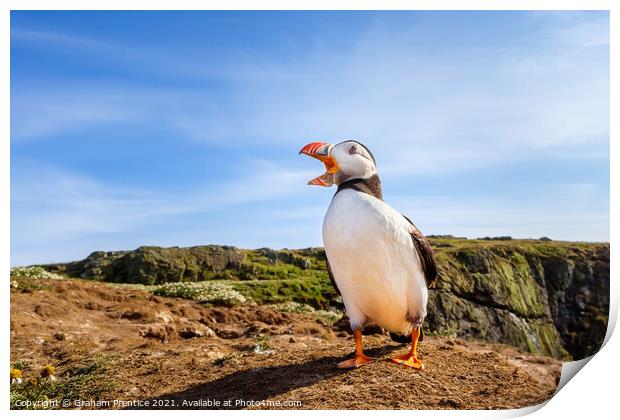 Atlantic Puffin Calling Print by Graham Prentice