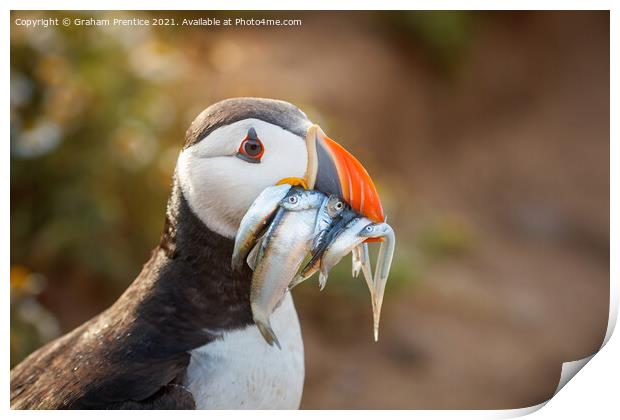 Atlantic Puffin With Sand Eels Print by Graham Prentice