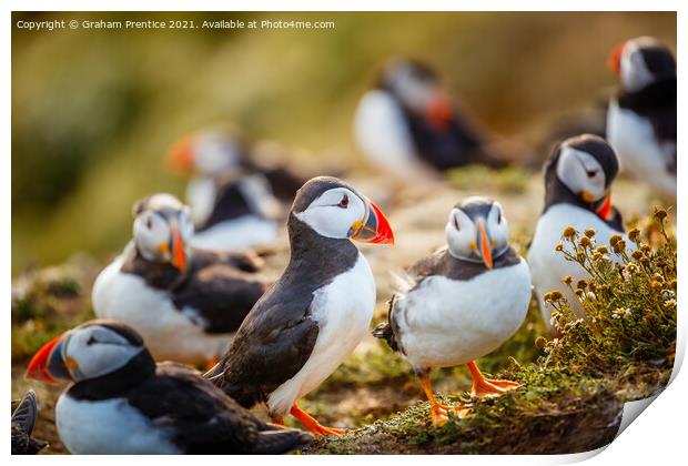 Atlantic Puffins Print by Graham Prentice