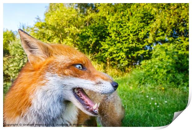 Lovely Russet Fox in the Sun Print by Graham Prentice
