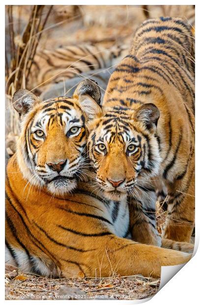 A Tigress and her Cub Print by Graham Prentice