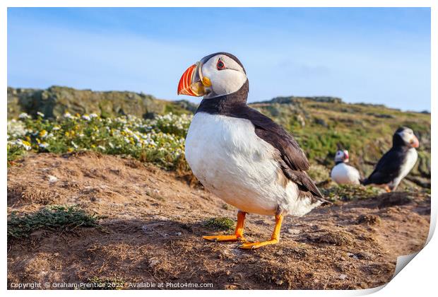 Atlantic Puffin Print by Graham Prentice