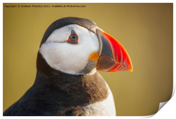 Puffin Portrait Print by Graham Prentice