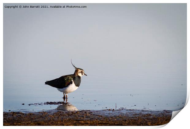 Lapwing Print by John Barratt