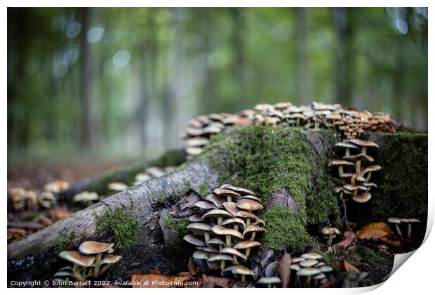 Fungus Takeover Print by John Barratt