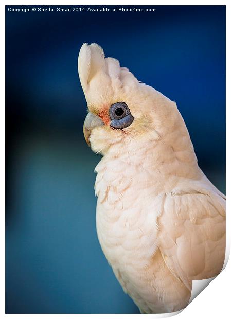 LIttle corella Print by Sheila Smart