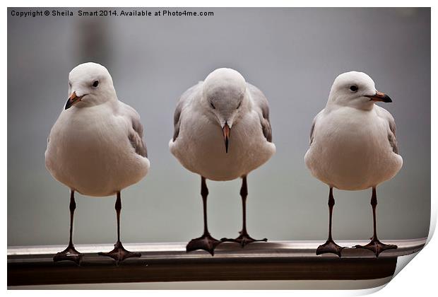 Three silver gulls Print by Sheila Smart