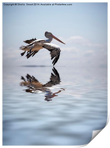 Australian white pelican in flight Print by Sheila Smart