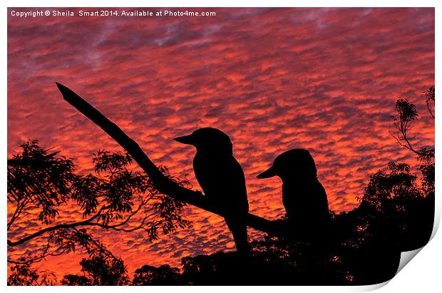  Kookaburras at sunset Print by Sheila Smart