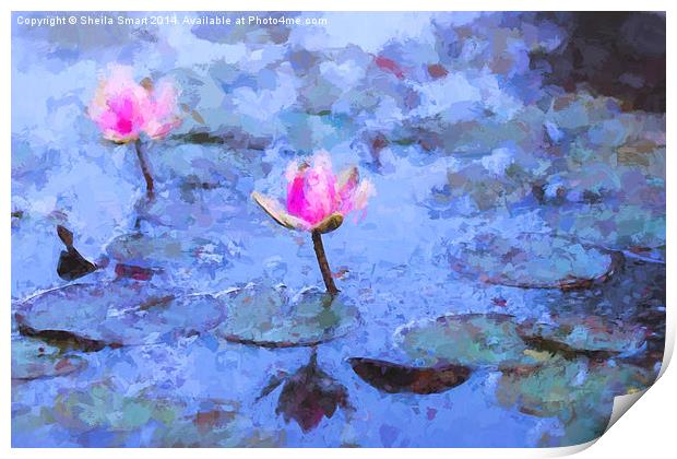  Pink water lilies Print by Sheila Smart