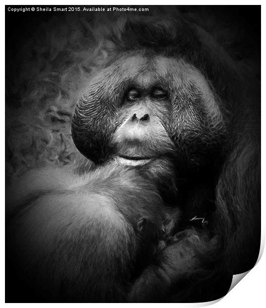  Male orang utan with young  Print by Sheila Smart