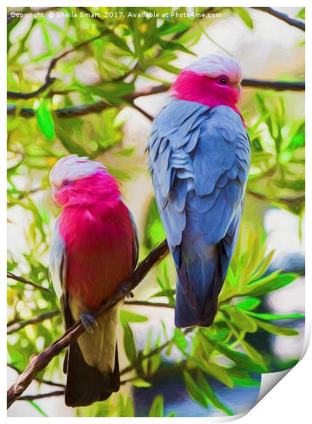 A pair of pink galahs Print by Sheila Smart