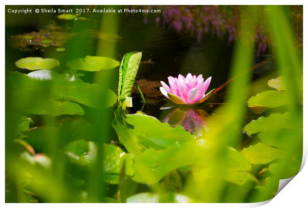 Lone pink water lily Print by Sheila Smart