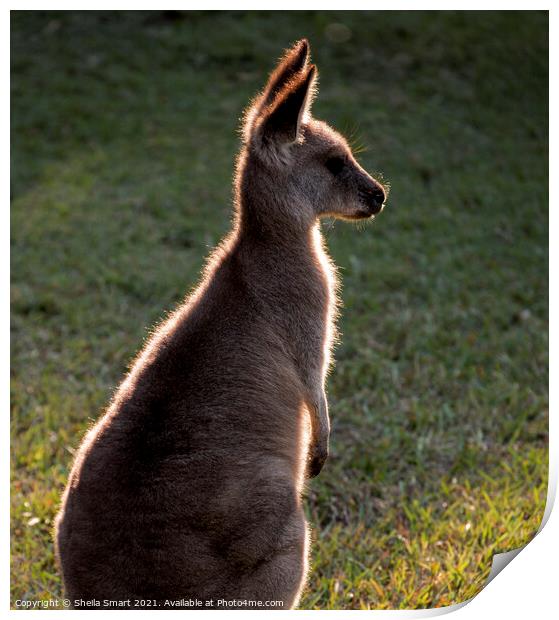 A backlit eastern grey kangaroo in paddock Print by Sheila Smart