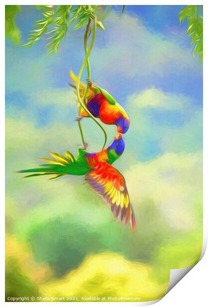 Two squabbling rainbow lorikeets in china doll tree Print by Sheila Smart