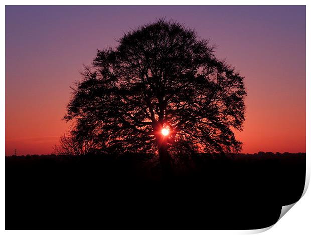 Tree Silhouette At Sunset Print by Liz Watson