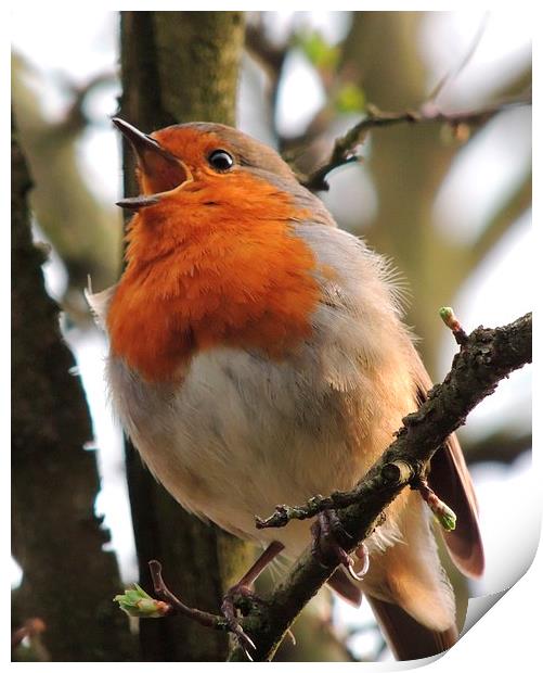 Spring Singing Robin Print by Liz Watson