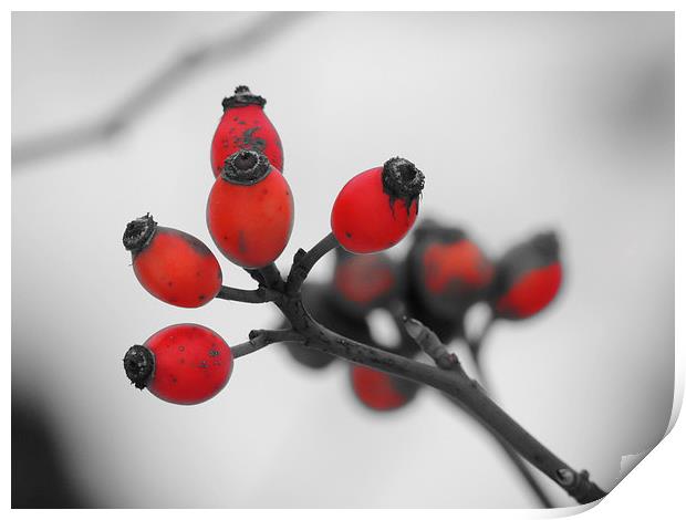 Red Winter Berries Print by Liz Watson