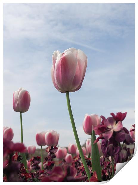 Pink Tulips Print by LensLight Traveler
