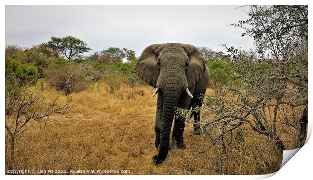 Safari Elephant Print by Lisa PB
