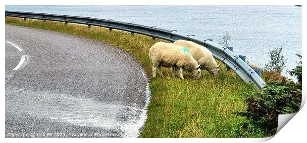 Roadside Sheep Print by Lisa PB