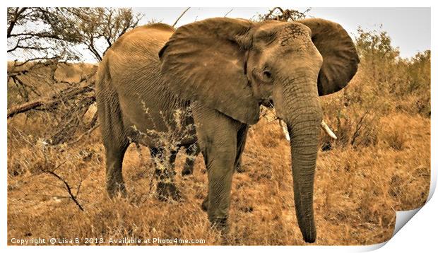 African Elephant Print by Lisa PB