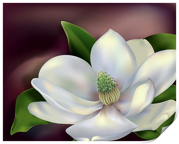 Magnolia Flower Print by Lidiya Drabchuk