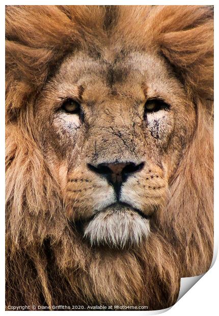 A lion looking at the camera Print by Diane Griffiths