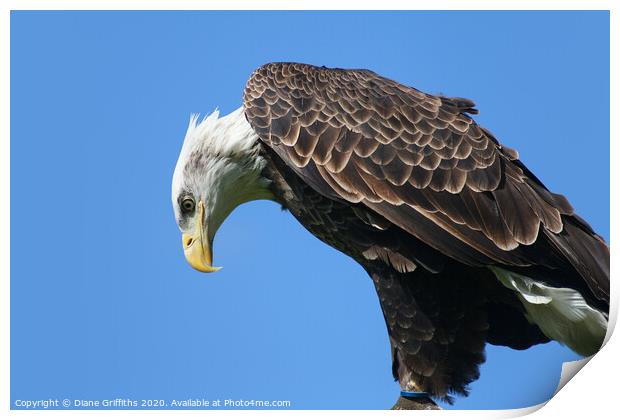 Bald Eagle Print by Diane Griffiths