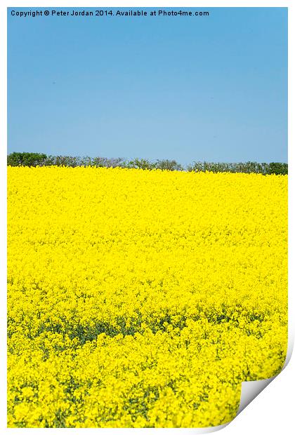 Yellow and Blue Spring Print by Peter Jordan