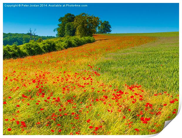  Red Poppies in a corn field Print by Peter Jordan